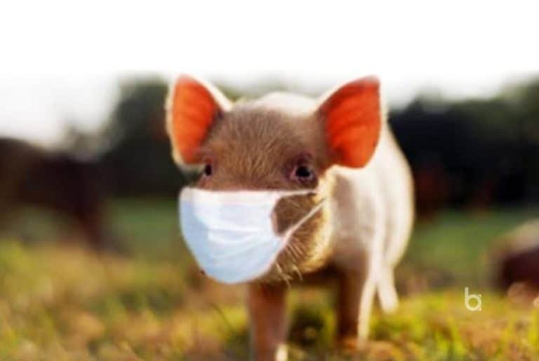 Swine Flu
