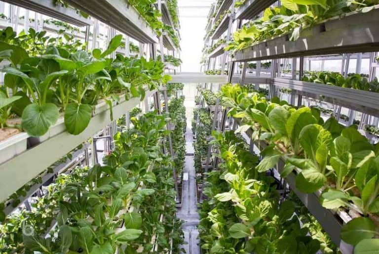 Food Production