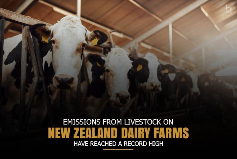 New Zealand dairy