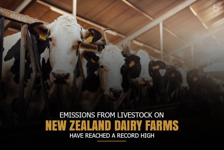 Emissions from livestock on New Zealand dairy farms have reached a ...