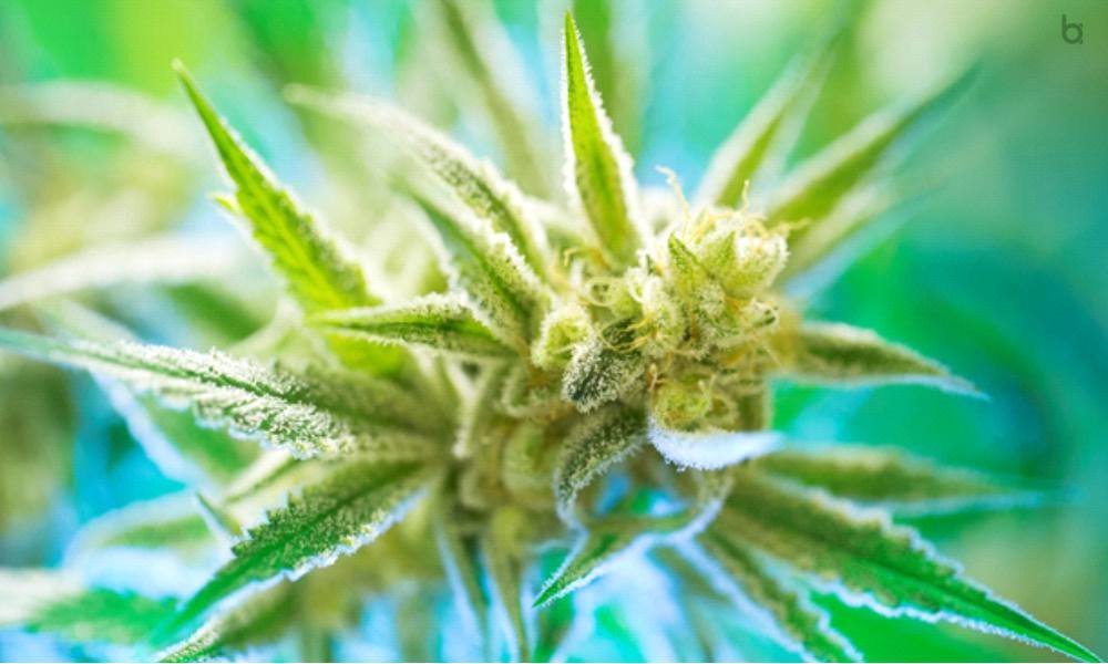 CBD Flower Wholesale