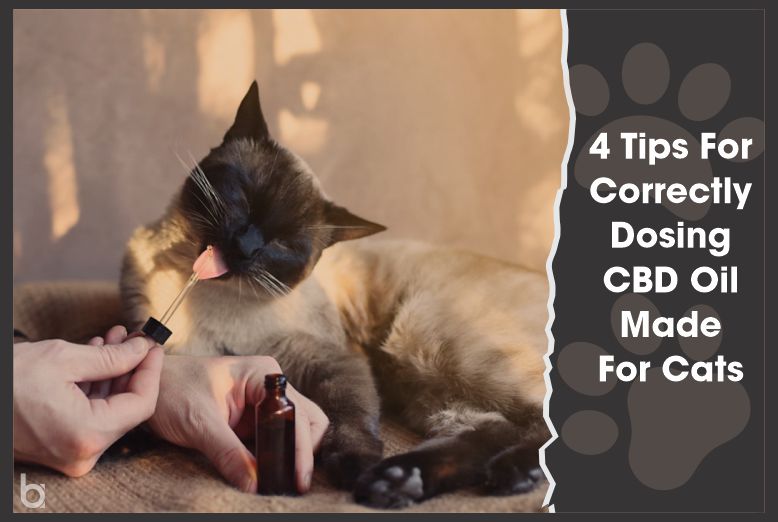 CBD Oil