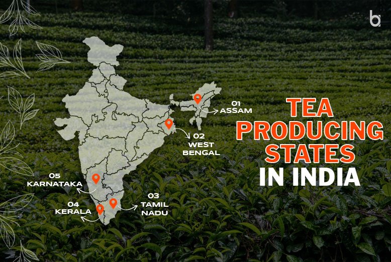 Tea Producing States in India