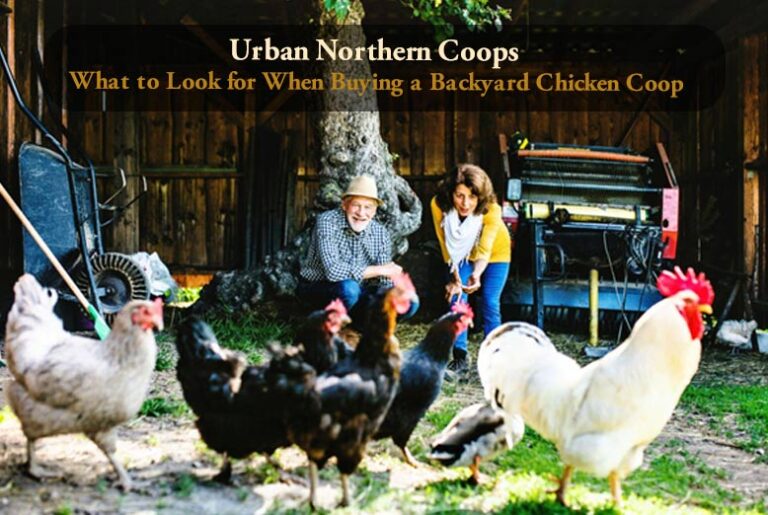 Urban Northern Coops